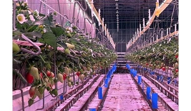 GE Current Provides Their Arize Element L1000 LED Top Lights To Help Global Berry Grow High Quality Strawberries